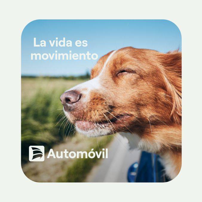 Posteo de Porto Seguro Automóvil con un perro asomado a la ventanilla